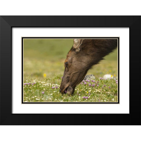 Colorado, Rocky Mountains Elk cow eating flowers Black Modern Wood Framed Art Print with Double Matting by Illg, Cathy and Gordon