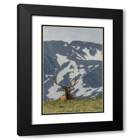 Colorado, Rocky Mts Bull elk in velvet resting Black Modern Wood Framed Art Print with Double Matting by Illg, Cathy and Gordon