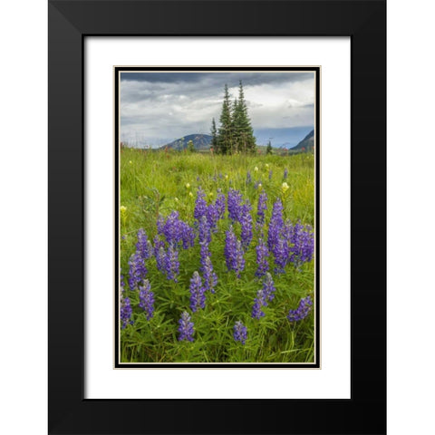 Colorado, Gunnison NF Lupine in mountain meadow Black Modern Wood Framed Art Print with Double Matting by Illg, Cathy and Gordon