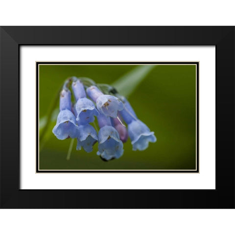 CO, Clear Creek Co, Chiming bells flowers Black Modern Wood Framed Art Print with Double Matting by Illg, Cathy and Gordon