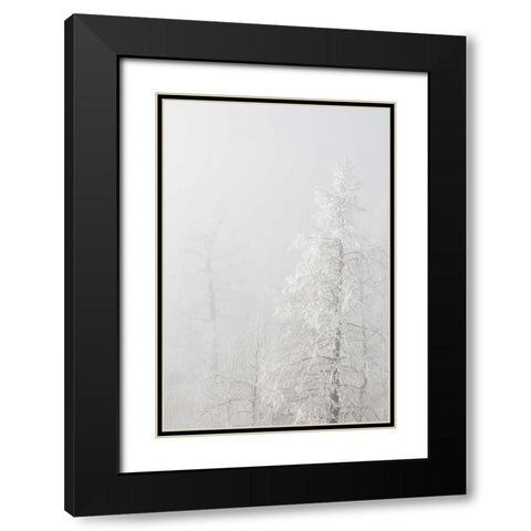 Colorado, Pike NF Trees with hoarfrost in fog Black Modern Wood Framed Art Print with Double Matting by Grall, Don