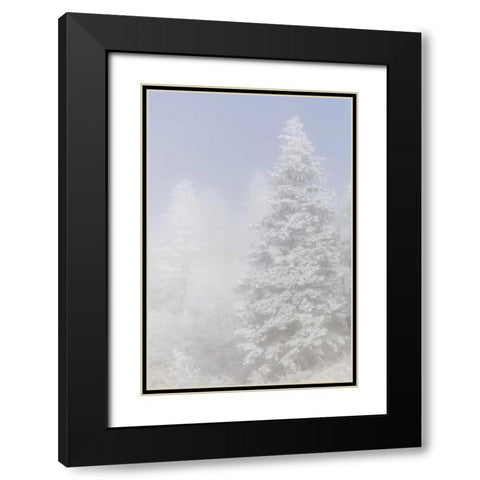 Colorado, Pike NF Trees with hoarfrost in fog Black Modern Wood Framed Art Print with Double Matting by Grall, Don