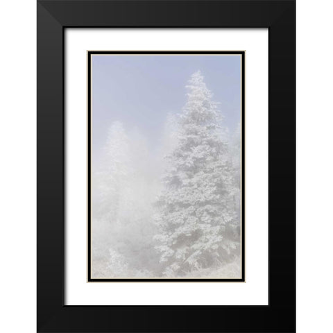 Colorado, Pike NF Trees with hoarfrost in fog Black Modern Wood Framed Art Print with Double Matting by Grall, Don
