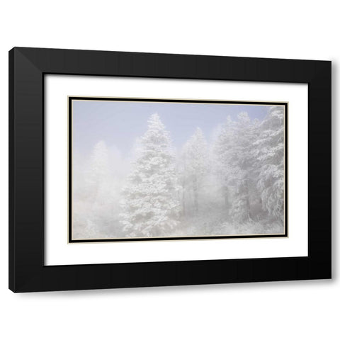 Colorado, Pike NF Trees with hoarfrost in fog Black Modern Wood Framed Art Print with Double Matting by Grall, Don