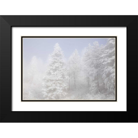 Colorado, Pike NF Trees with hoarfrost in fog Black Modern Wood Framed Art Print with Double Matting by Grall, Don