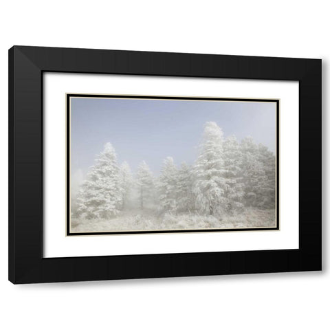 Colorado, Pike NF Trees with hoarfrost in fog Black Modern Wood Framed Art Print with Double Matting by Grall, Don