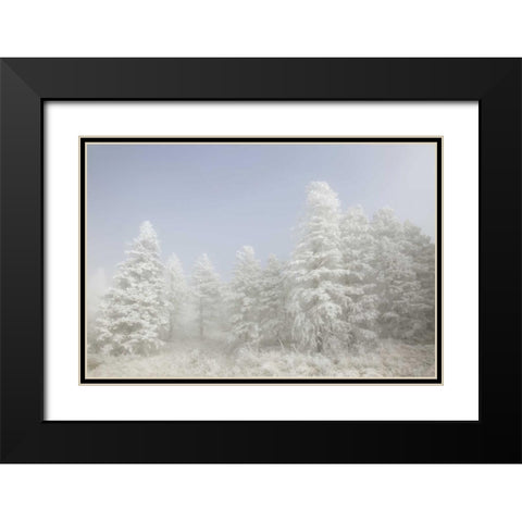 Colorado, Pike NF Trees with hoarfrost in fog Black Modern Wood Framed Art Print with Double Matting by Grall, Don