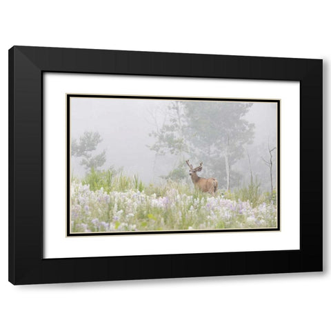 Colorado, Pike NF A mule deer in foggy meadow Black Modern Wood Framed Art Print with Double Matting by Grall, Don