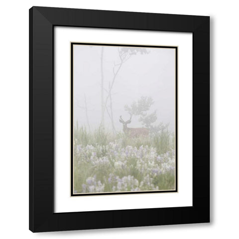 Colorado, Pike NF A mule deer in foggy meadow Black Modern Wood Framed Art Print with Double Matting by Grall, Don