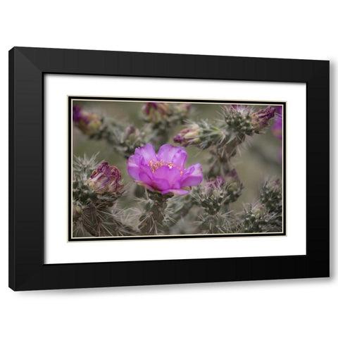 USA, Colorado Tree cholla cactus in bloom Black Modern Wood Framed Art Print with Double Matting by Grall, Don