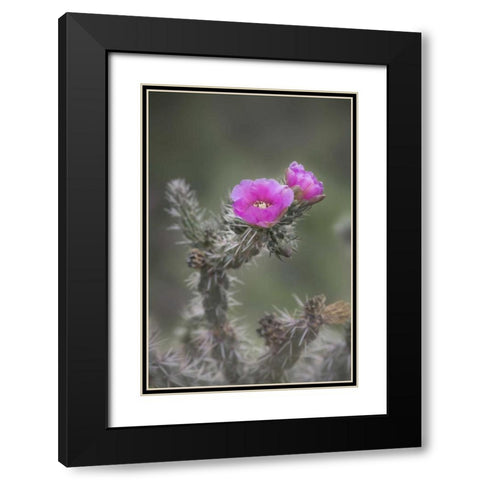 USA, Colorado Tree cholla cactus in bloom Black Modern Wood Framed Art Print with Double Matting by Grall, Don