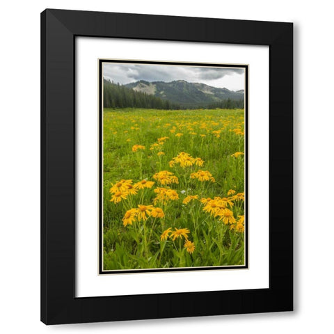 CO, Gunnison NF Sneezeweed blossoms in a meadow Black Modern Wood Framed Art Print with Double Matting by Illg, Cathy and Gordon