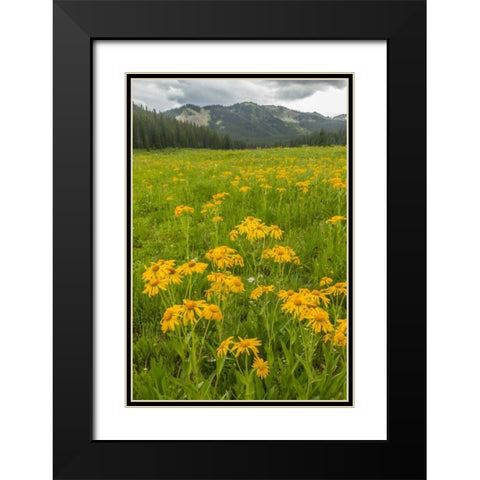 CO, Gunnison NF Sneezeweed blossoms in a meadow Black Modern Wood Framed Art Print with Double Matting by Illg, Cathy and Gordon