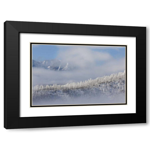 Colorado Hoarfrost coats the trees of Pike NF Black Modern Wood Framed Art Print with Double Matting by Grall, Don