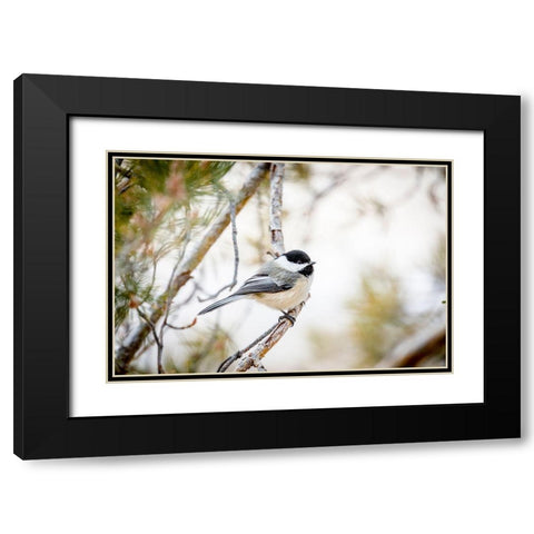 Colorado-Ft Collins Black-capped chickadee  Black Modern Wood Framed Art Print with Double Matting by Jaynes Gallery