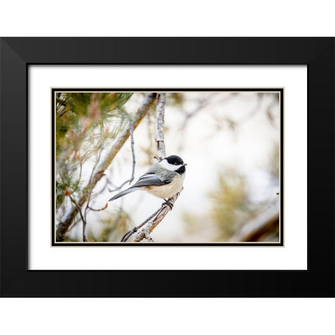 Colorado-Ft Collins Black-capped chickadee  Black Modern Wood Framed Art Print with Double Matting by Jaynes Gallery
