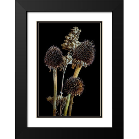 Colorado-Ft Collins Mixed dried coneflowers  Black Modern Wood Framed Art Print with Double Matting by Jaynes Gallery