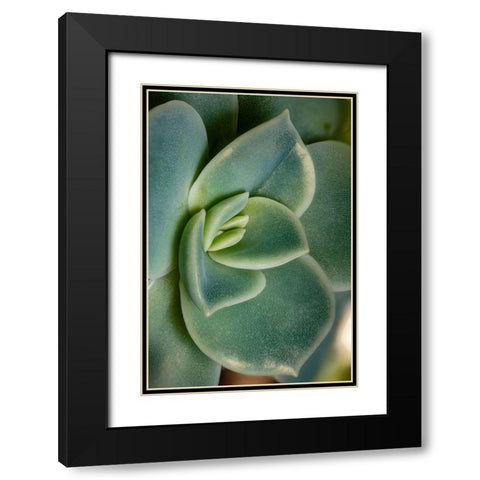 Colorado-Ft Collins Echeveria succulent  Black Modern Wood Framed Art Print with Double Matting by Jaynes Gallery