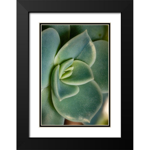 Colorado-Ft Collins Echeveria succulent  Black Modern Wood Framed Art Print with Double Matting by Jaynes Gallery