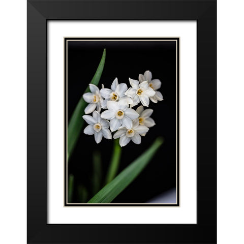Colorado-Ft Collins Paperwhite flower and stems  Black Modern Wood Framed Art Print with Double Matting by Jaynes Gallery