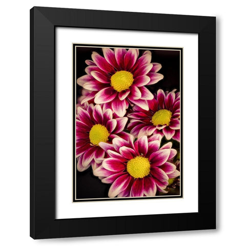 Colorado-Ft Collins Daisies close-up  Black Modern Wood Framed Art Print with Double Matting by Jaynes Gallery