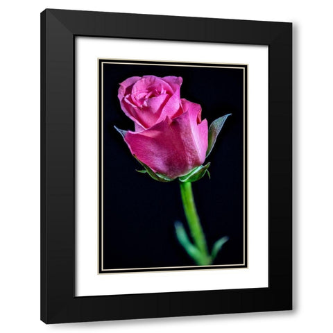 Colorado-Ft Collins Rose flower close-up  Black Modern Wood Framed Art Print with Double Matting by Jaynes Gallery