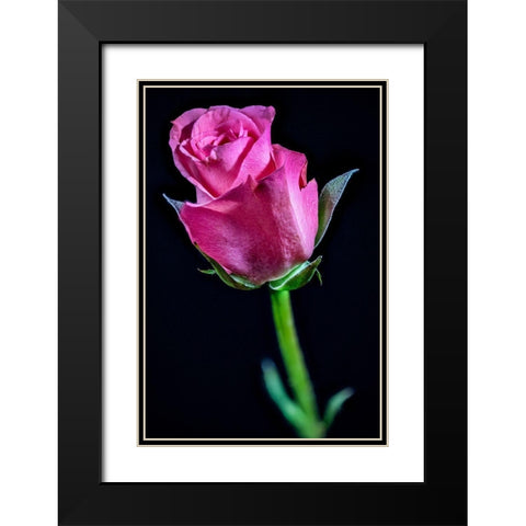 Colorado-Ft Collins Rose flower close-up  Black Modern Wood Framed Art Print with Double Matting by Jaynes Gallery