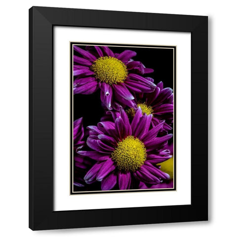 Colorado-Ft Collins Daisies close-up  Black Modern Wood Framed Art Print with Double Matting by Jaynes Gallery