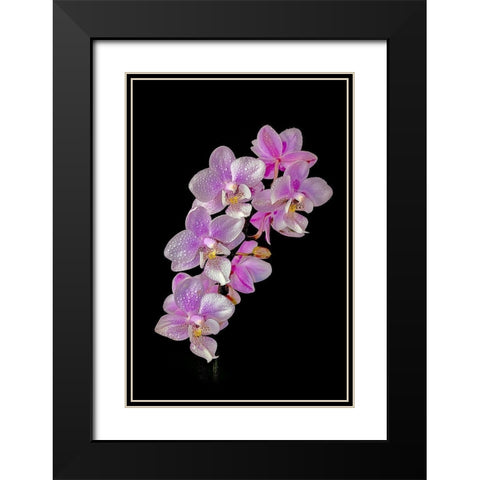 Colorado-Ft Collins Wet phalaenopsis orchids  Black Modern Wood Framed Art Print with Double Matting by Jaynes Gallery