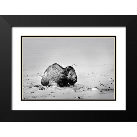 Colorado Bison lies on snow-covered mountain pasture  Black Modern Wood Framed Art Print with Double Matting by Jaynes Gallery