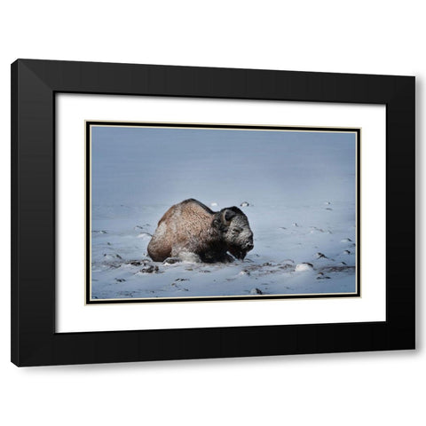 Colorado Bison lies on snow-covered mountain pasture  Black Modern Wood Framed Art Print with Double Matting by Jaynes Gallery