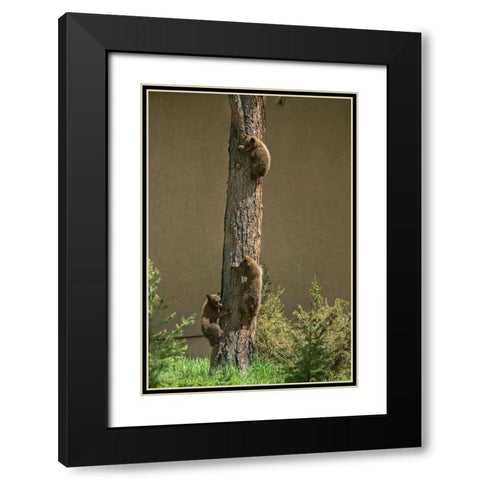 Colorado-Woodland Park Black bear cubs climbing tree  Black Modern Wood Framed Art Print with Double Matting by Jaynes Gallery