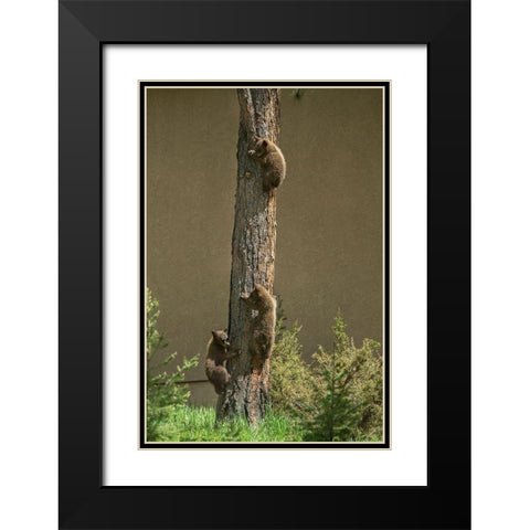Colorado-Woodland Park Black bear cubs climbing tree  Black Modern Wood Framed Art Print with Double Matting by Jaynes Gallery