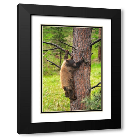 Colorado-Pike National Forest Black bear subadult descends tree  Black Modern Wood Framed Art Print with Double Matting by Jaynes Gallery