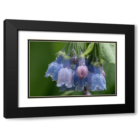 Colorado-Stony Pass Raindrops on bluebell flowers  Black Modern Wood Framed Art Print with Double Matting by Jaynes Gallery