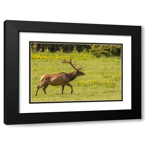 Colorado-Rocky Mountain National Park Bull elk in field  Black Modern Wood Framed Art Print with Double Matting by Jaynes Gallery