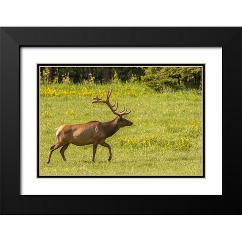 Colorado-Rocky Mountain National Park Bull elk in field  Black Modern Wood Framed Art Print with Double Matting by Jaynes Gallery