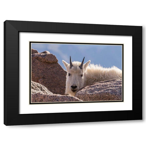 Colorado-Mt Evans Young mountain goat and rocks  Black Modern Wood Framed Art Print with Double Matting by Jaynes Gallery