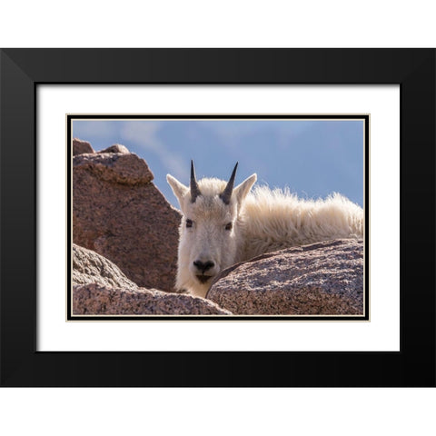 Colorado-Mt Evans Young mountain goat and rocks  Black Modern Wood Framed Art Print with Double Matting by Jaynes Gallery