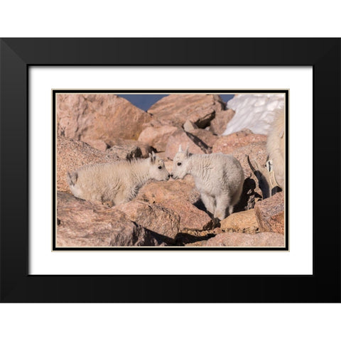 Colorado-Mt Evans Mountain goat kids greeting  Black Modern Wood Framed Art Print with Double Matting by Jaynes Gallery