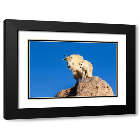 Colorado-Mt Evans Mountain goat nanny and kit atop rock  Black Modern Wood Framed Art Print with Double Matting by Jaynes Gallery