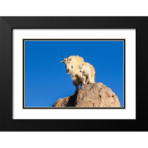 Colorado-Mt Evans Mountain goat nanny and kit atop rock  Black Modern Wood Framed Art Print with Double Matting by Jaynes Gallery