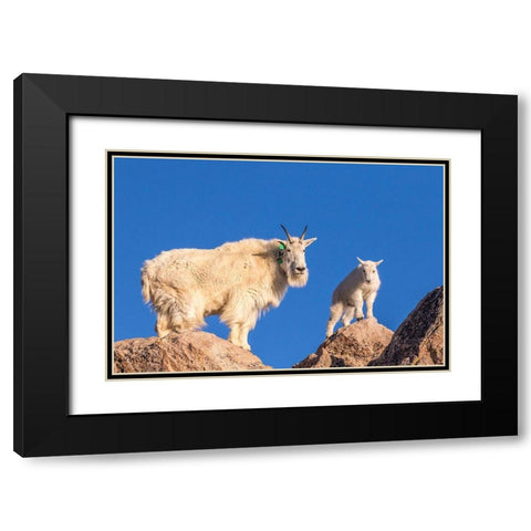 Colorado-Mt Evans Mountain goat nanny and kid atop rock  Black Modern Wood Framed Art Print with Double Matting by Jaynes Gallery