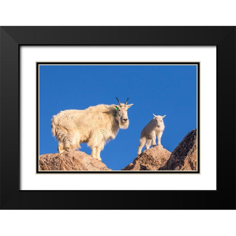 Colorado-Mt Evans Mountain goat nanny and kid atop rock  Black Modern Wood Framed Art Print with Double Matting by Jaynes Gallery