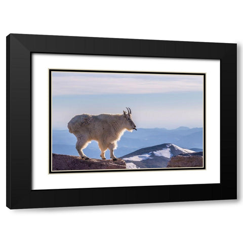 Colorado-Mt Evans Mountain goat sticking out its tongue atop rock  Black Modern Wood Framed Art Print with Double Matting by Jaynes Gallery