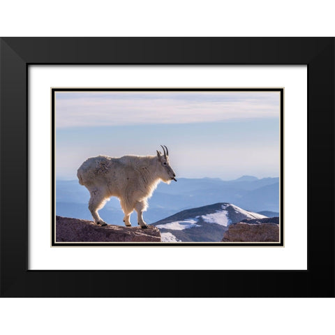 Colorado-Mt Evans Mountain goat sticking out its tongue atop rock  Black Modern Wood Framed Art Print with Double Matting by Jaynes Gallery