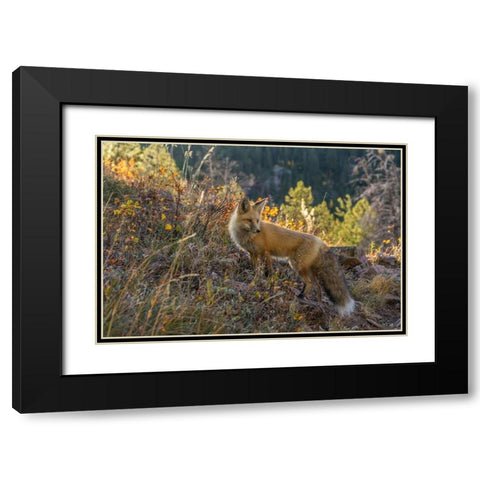 Colorado-Gunnison National Forest Red fox and scenic  Black Modern Wood Framed Art Print with Double Matting by Jaynes Gallery