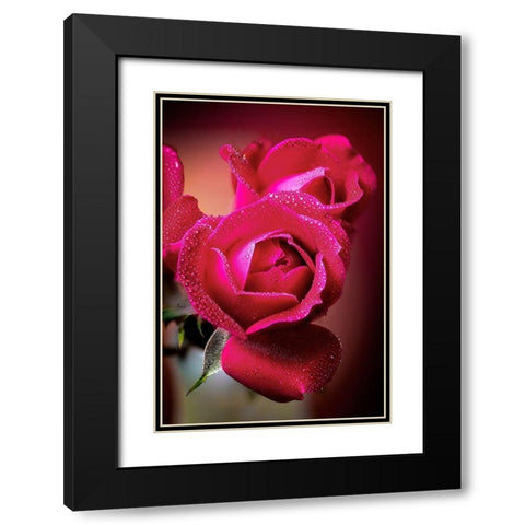 Colorado-Fort Collins Roses close-up  Black Modern Wood Framed Art Print with Double Matting by Jaynes Gallery