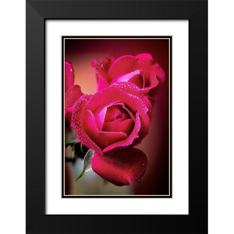 Colorado-Fort Collins Roses close-up  Black Modern Wood Framed Art Print with Double Matting by Jaynes Gallery