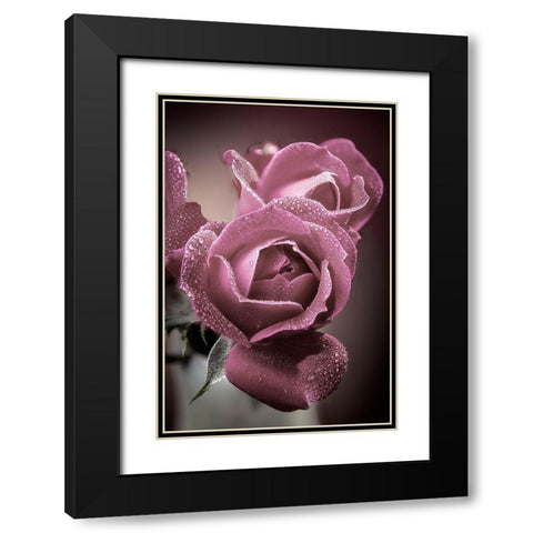Colorado-Fort Collins Roses close-up  Black Modern Wood Framed Art Print with Double Matting by Jaynes Gallery